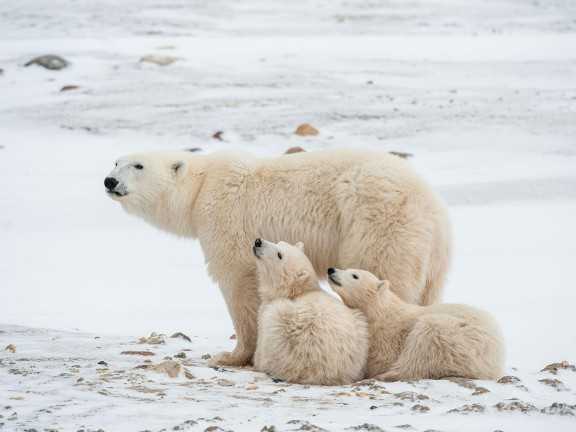 churchill canada polar bears