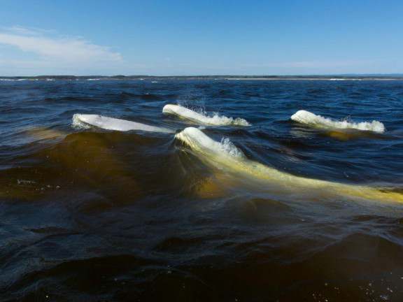 thousands of beluga whales arrive in Hudson Bay, filling the waters with movement and life.
