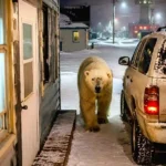 churchill-canada-polar-bears-unlocked-doors