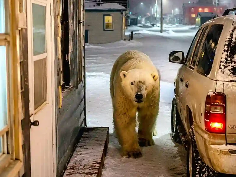 churchill-canada-polar-bears-unlocked-doors