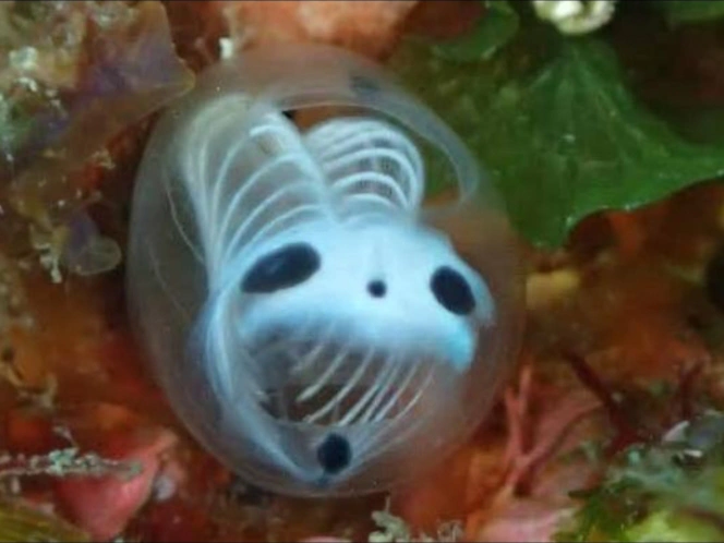 Skeleton Panda Sea Squirt: The Tiny Ocean Creature That Looks Like a Panda