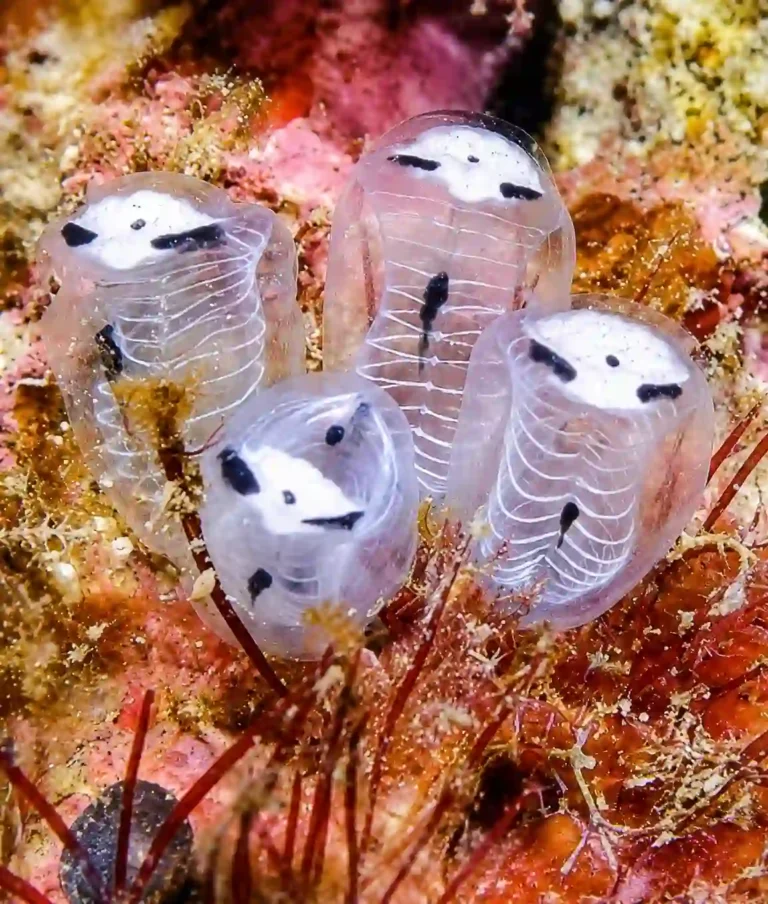 Skeleton Panda Sea Squirt: The Tiny Ocean Creature That Looks Like a Panda
