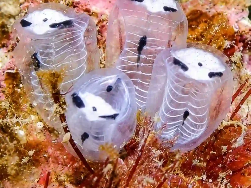 Skeleton Panda Sea Squirt: The Tiny Ocean Creature That Looks Like a Panda
